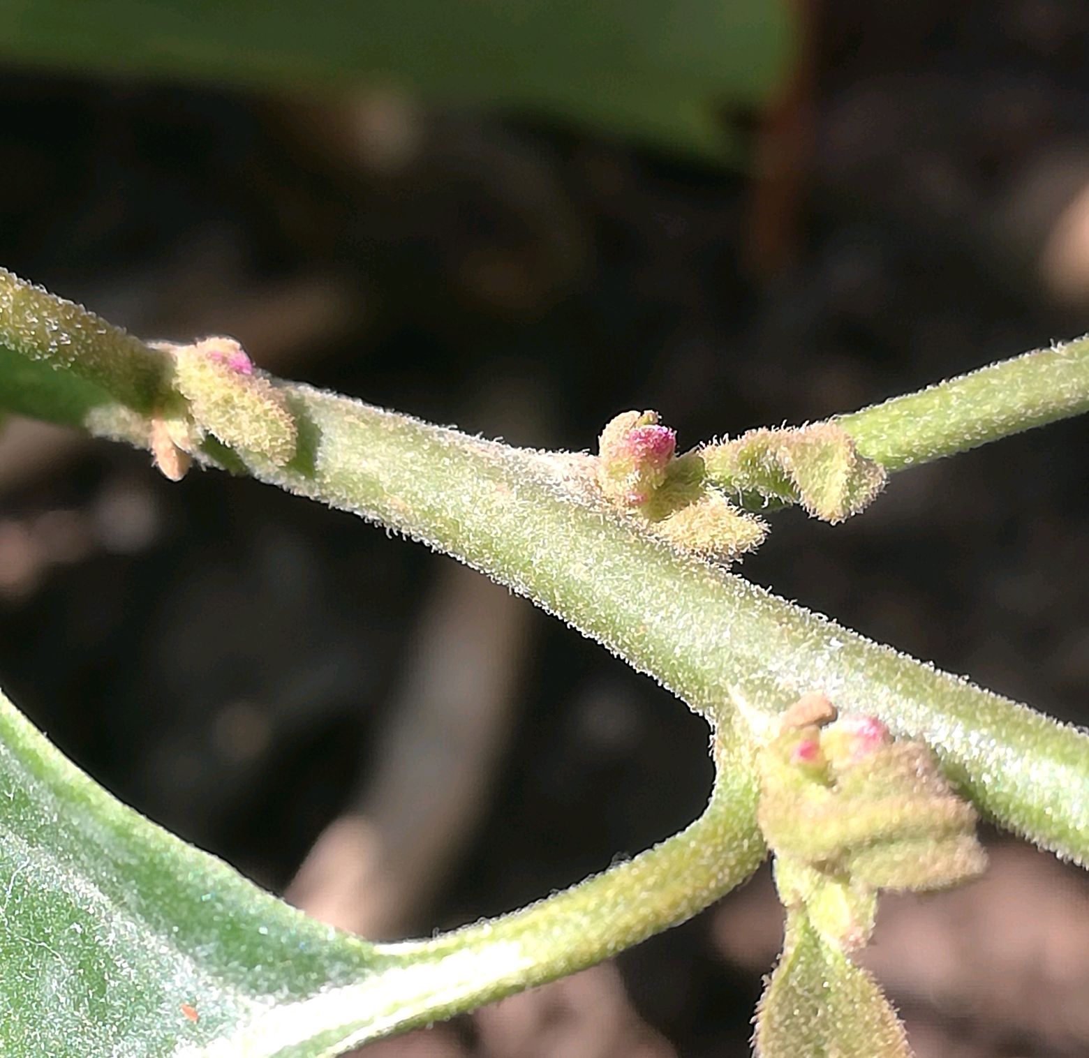 三角梅的花芽和叶芽长啥样 认识花芽和叶芽可以为后期促花做方案 佳辰