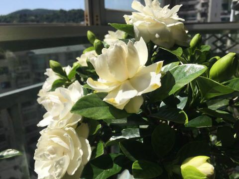 栀子花到了冬季,要做到一点,才能不掉叶不黄叶,叶翠绿花朵多
