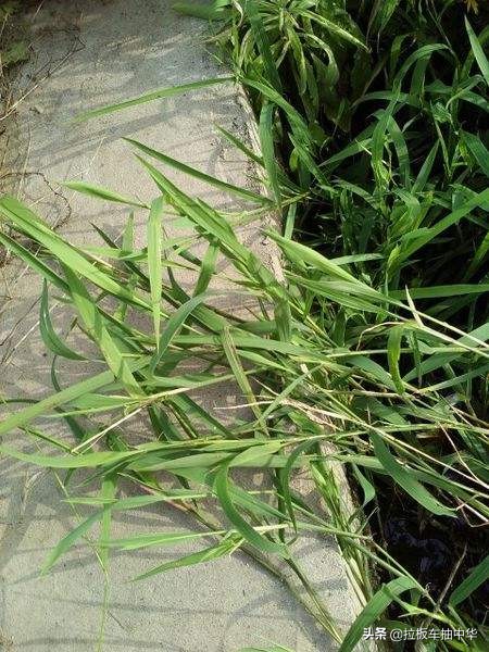 水游草怎么杀死 如何杀死水游草