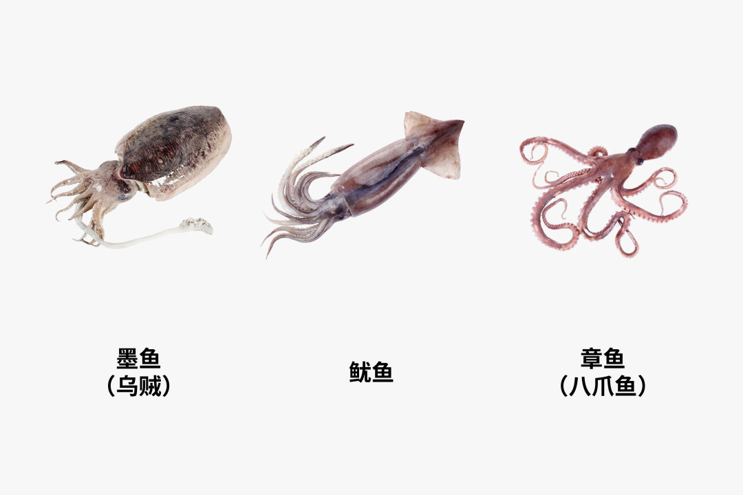 章鱼和鱿鱼（章鱼和鱿鱼的价格区别）-第2张图片