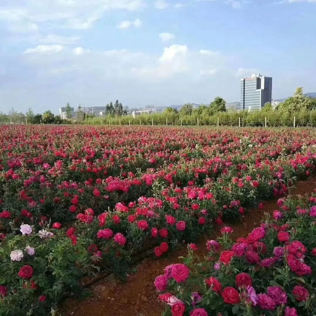 全国高校美食大赏！北大清华复旦不是最让人羡慕的......