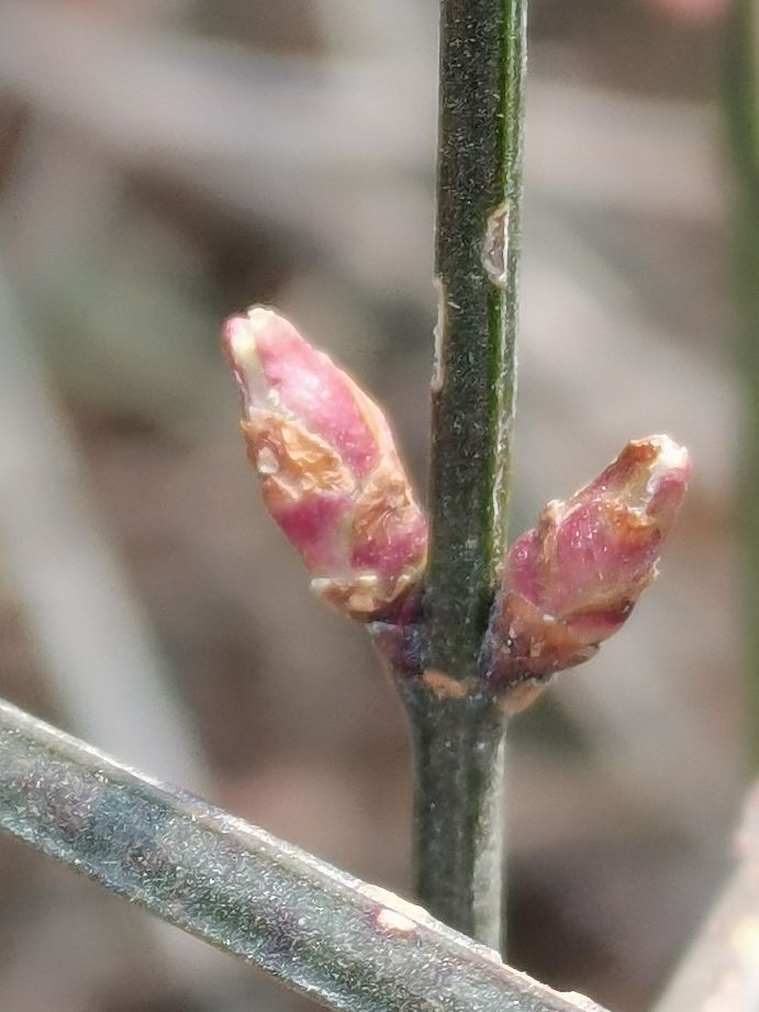 迎春花生长记录图片(图文讲解迎春花的生长过程)