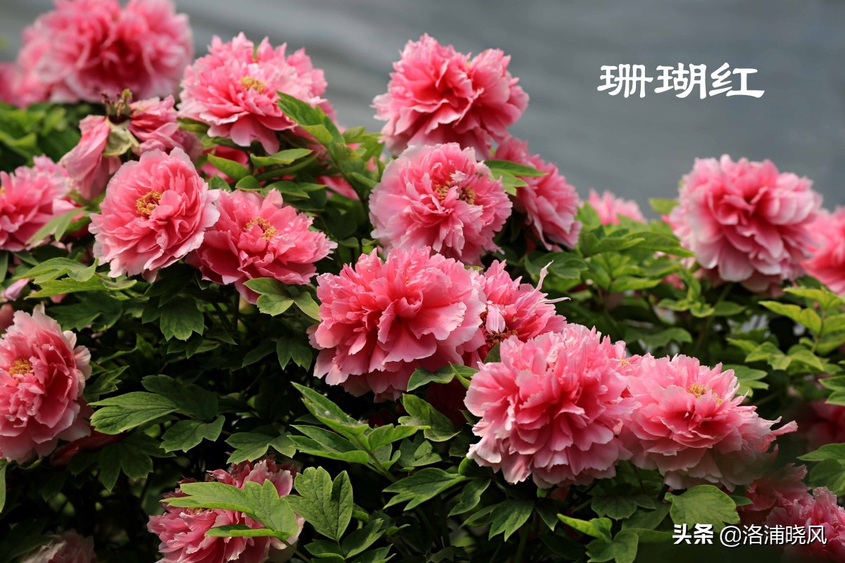 「图集」公园中那些常见的牡丹花都叫什么名字?