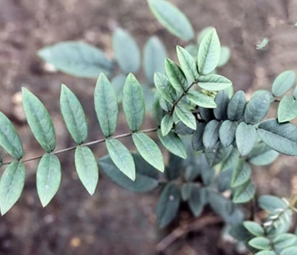 的山豆根枝条作为插穗,剪成20厘米左右长的枝条,上面可以带2~3个芽点