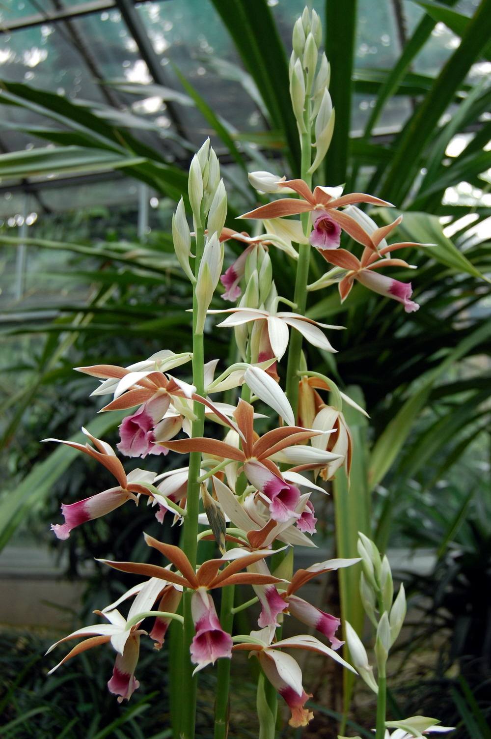 整理十首赞美兰花的古诗词，让你时空穿梭回唐宋！