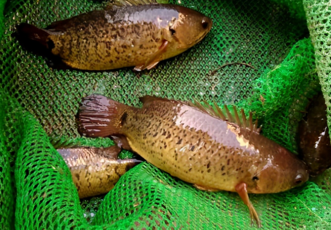 过山鲫:没"出息"的鱼,能上岸行走,却会被水淹死,还视为害鱼