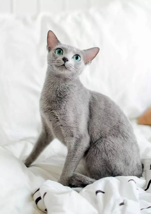 天使脸蛋，宛若精灵！俄罗斯蓝猫：战斗民族也有萌哒哒的小可爱