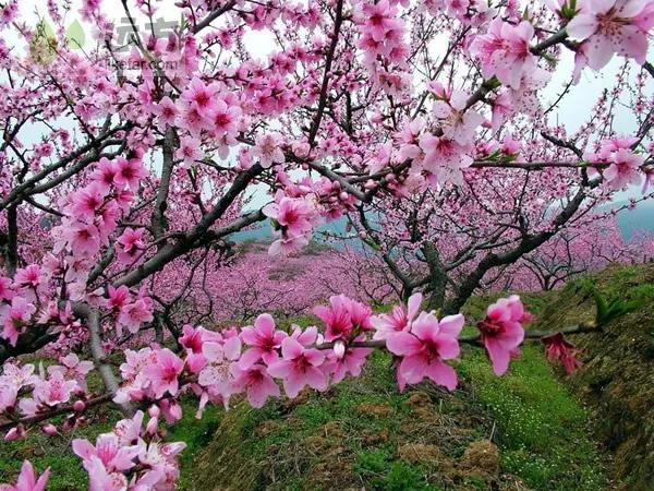 《居住环境与恋爱婚姻》（一、桃花）…… 威盛居士