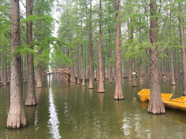 来扬州旅游,别错过这一片水上森林,每角度都能拍出美丽照片