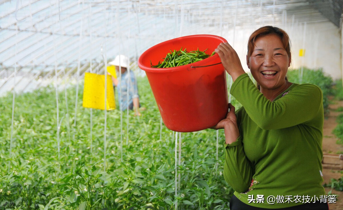 夏季高温闷棚如何才能杀菌灭虫更彻底？用好1个八字诀就能做到