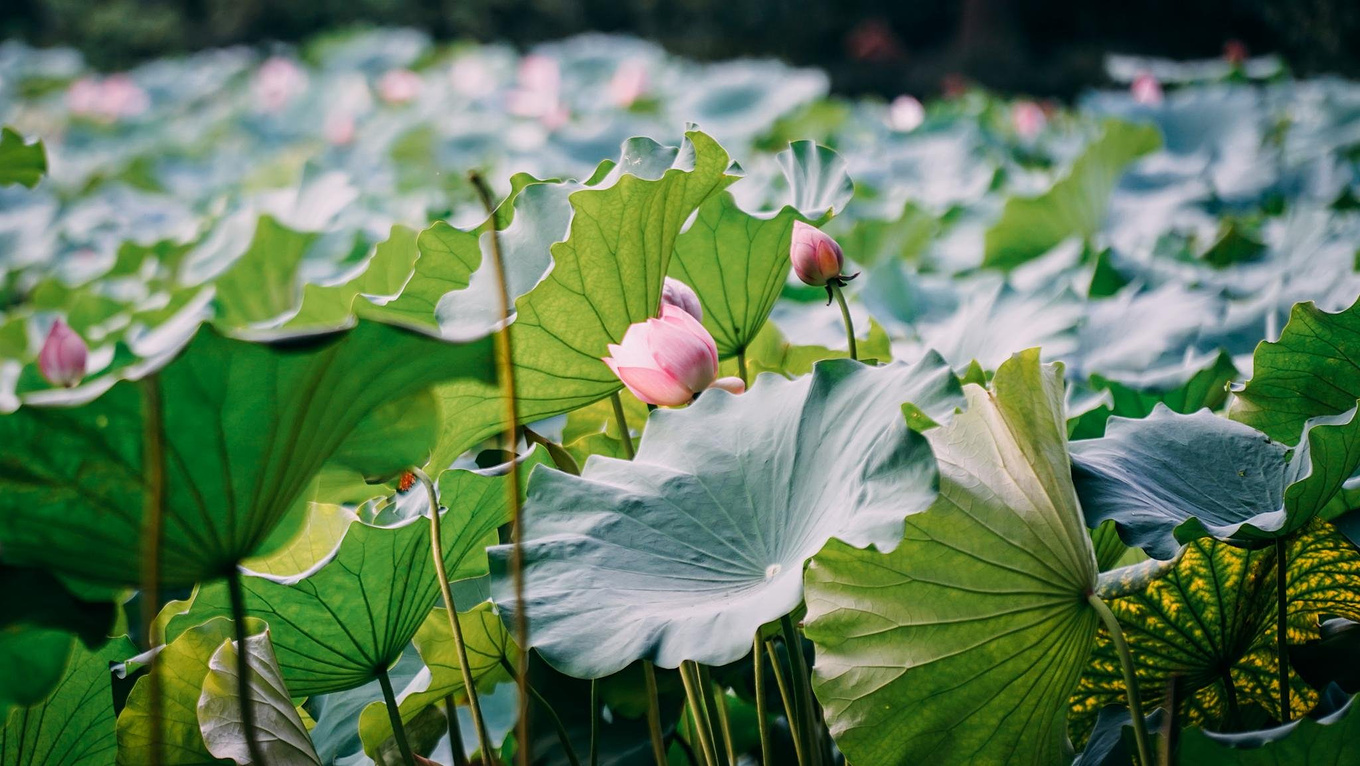 曲院风荷：夏日西湖赏荷花指南