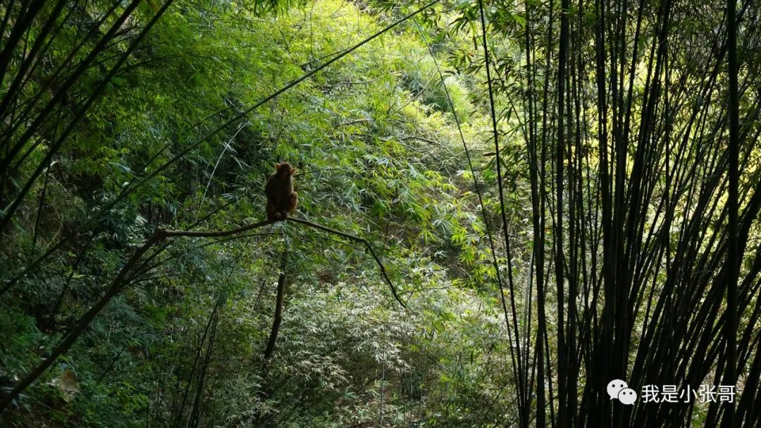 长江春色，以三峡之名——宜昌旅游攻略