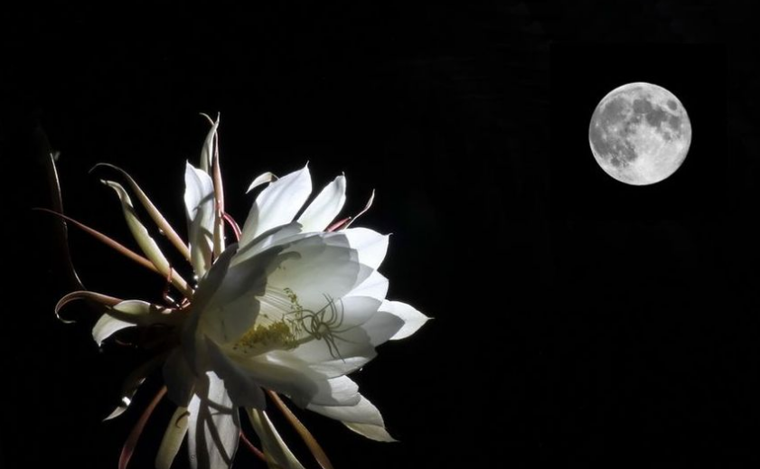 「诗词鉴赏」昙花一现为韦陀，古诗词里的昙花，一现刹那芳华