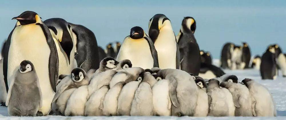 南极出现黄金企鹅，看起来高贵，命运却可能很悲惨
