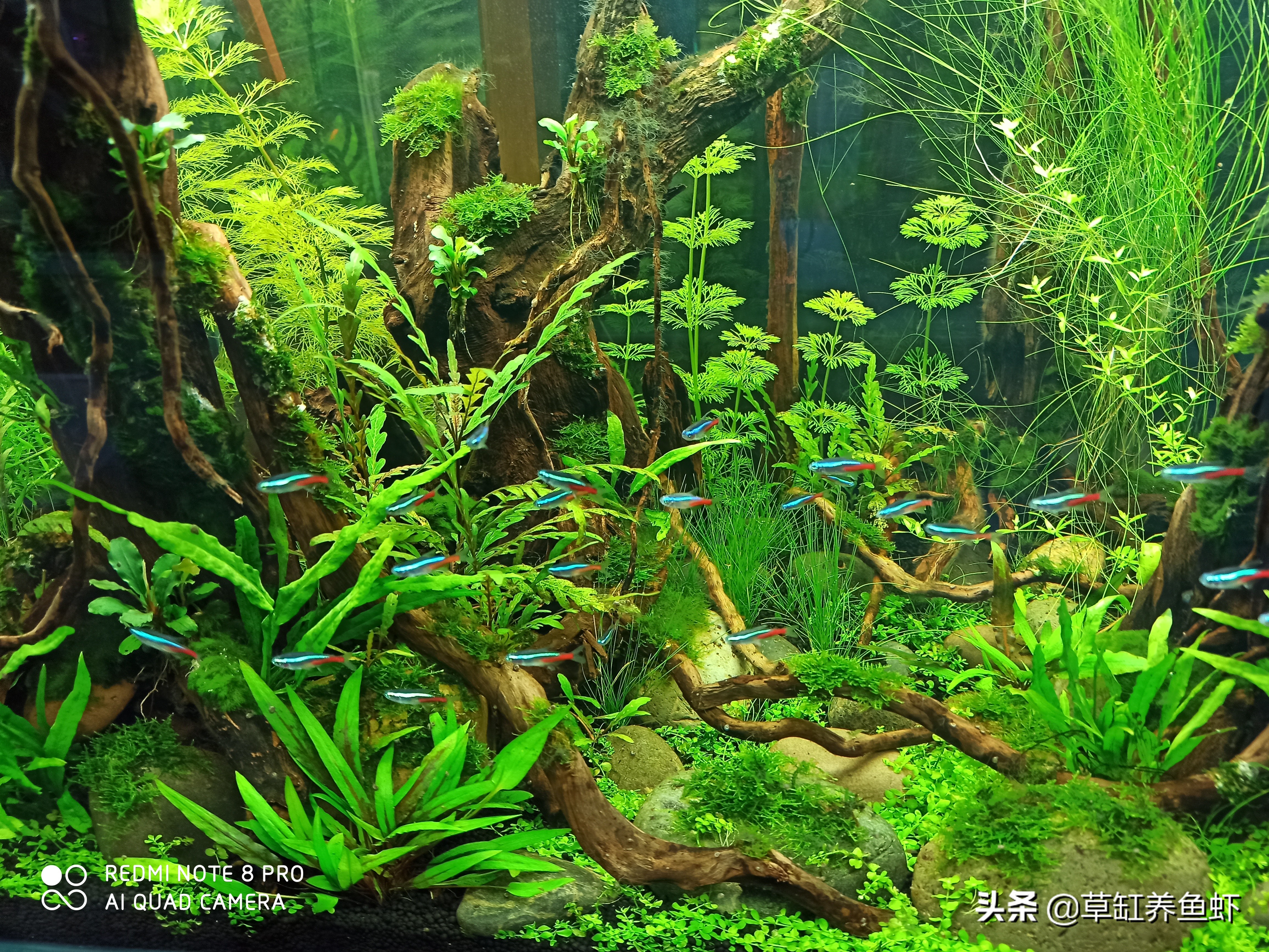 水草选择与处理的4点经验,新手养水草要看,一点也不难 - 114知识网