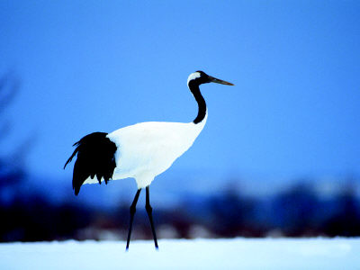 (japonensisjava成熟 - 欢迎您)国鸟的溯源及相关知识-标记百科