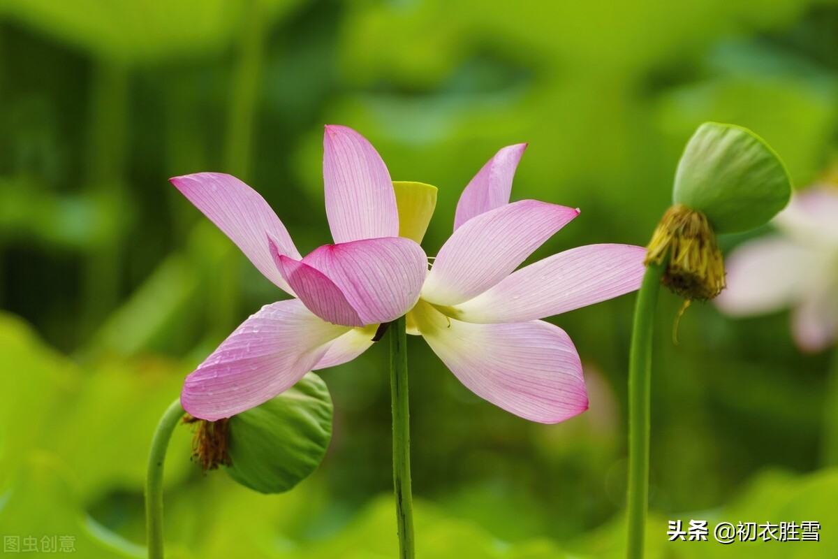 秋荷红衣美诗六首：荷花万顷照红衣，水泥红衣白露秋