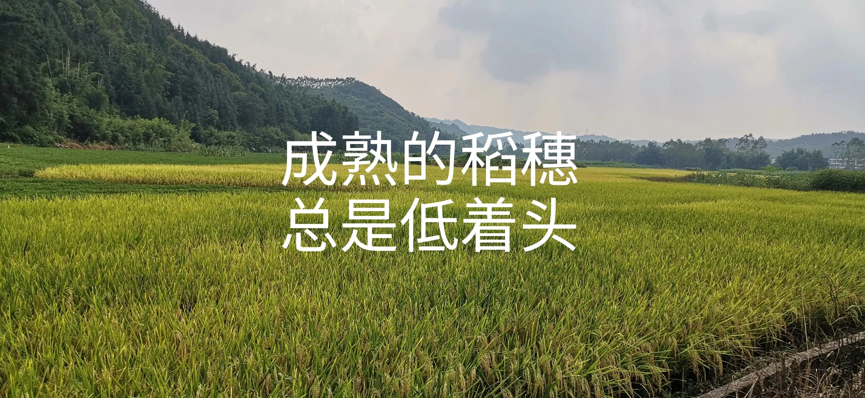 致敬城市穿梭者：致每位辛勤的网约车司机