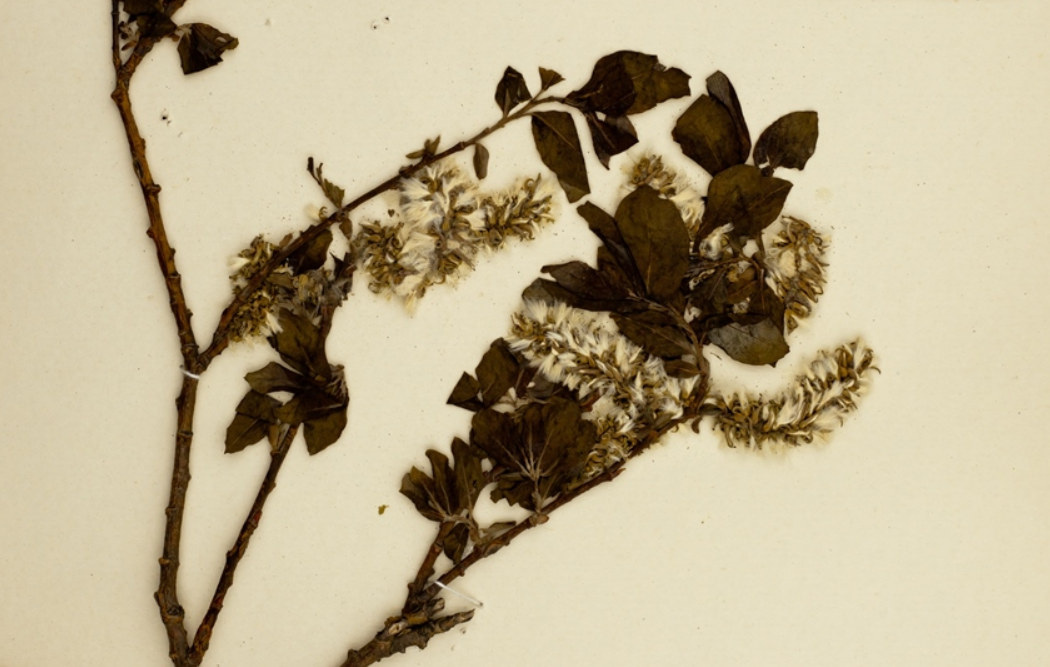 柳条图片(高约4米) - 赤虎壹号