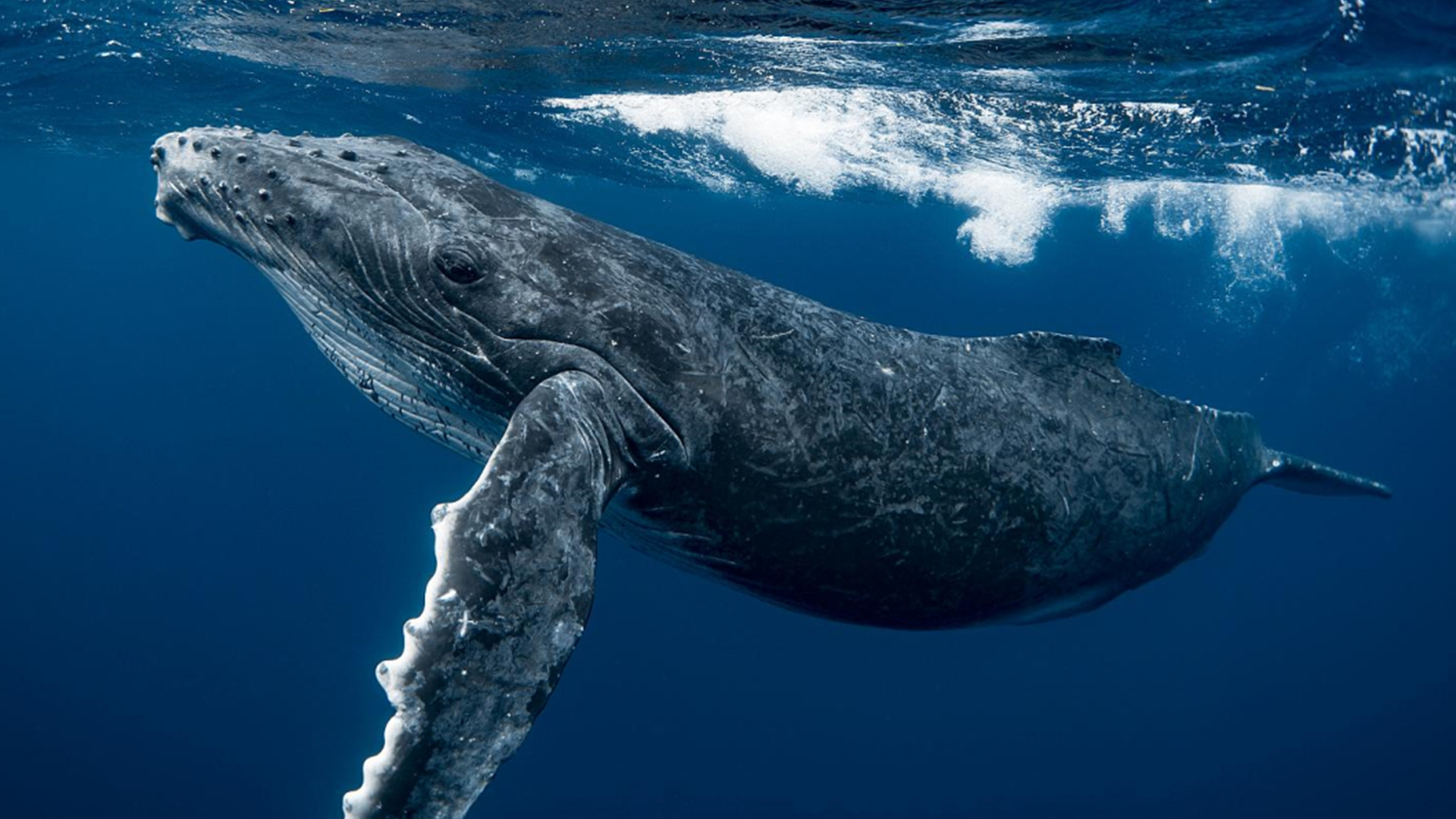 北太平洋弗雷德里克海峡中的座头鲸冲出海面，阿拉斯加 (© Tony Wu/Minden Pictures) @20200716 ...