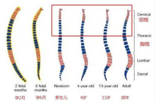 婴儿用枕头好还是不用好（宝宝到底多大用枕头）