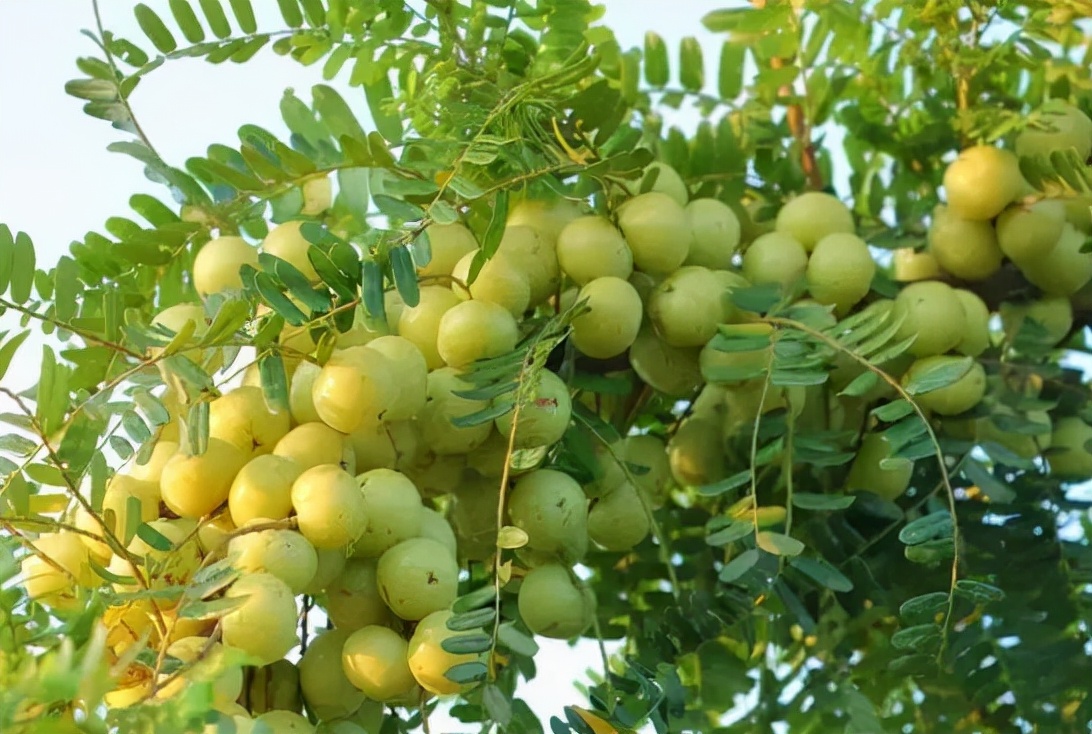 但是后来很长一段时间,油柑子又逐渐没落了,只在南