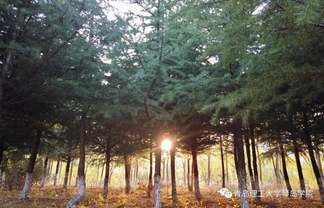 青岛理工大学琴岛学院：我把你画成画，与你平分琴院的秋色