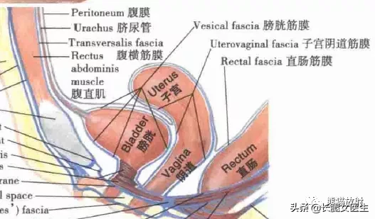 女性生殖系统解剖图