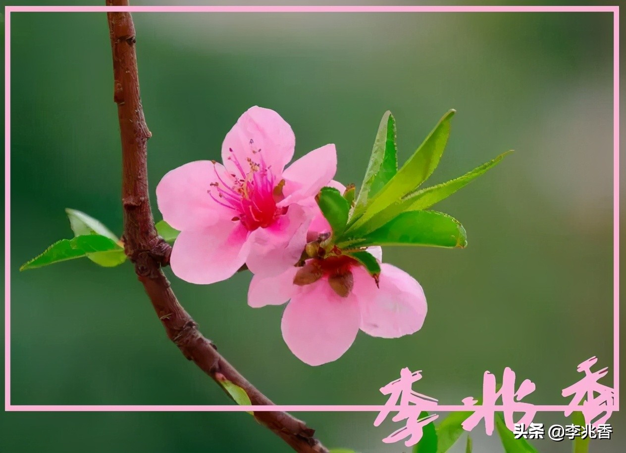 桃花拼音是什么（桃花拼音是什么写的）-第2张图片-昕阳网