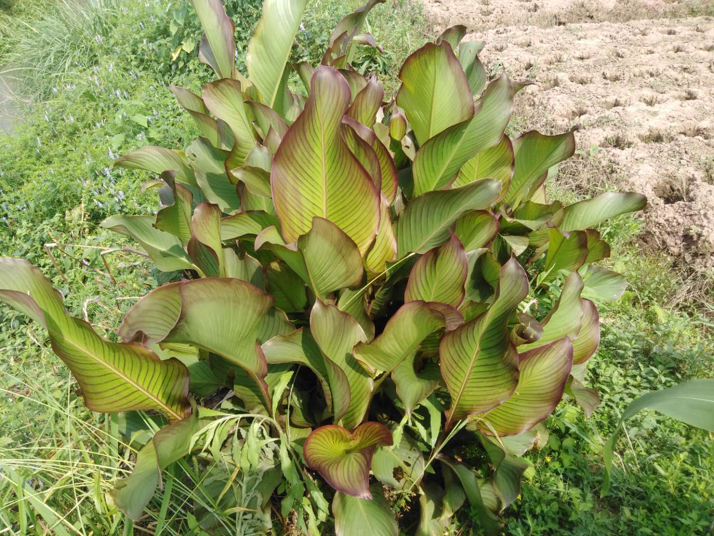 蕉藕种植在这些地方,占用耕地面积少而且节能还增产,方法请收好