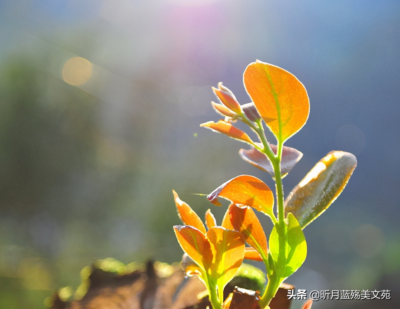 六月悲伤的优美句子