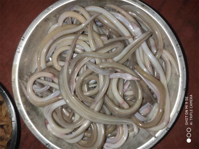 血鳗一斤多少钱(像蚯蚓一样的海鲜) - 价格百科