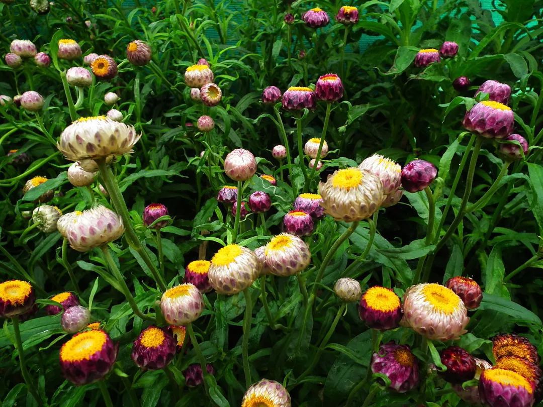 怎么把花做成干花（5个方法轻松制作精美的干花）