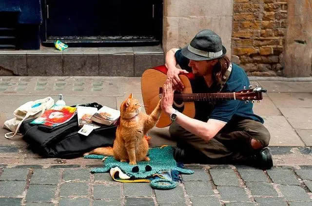 写给我的猫：亲爱的嘟嘟，请一辈子都跟我在一起吧
