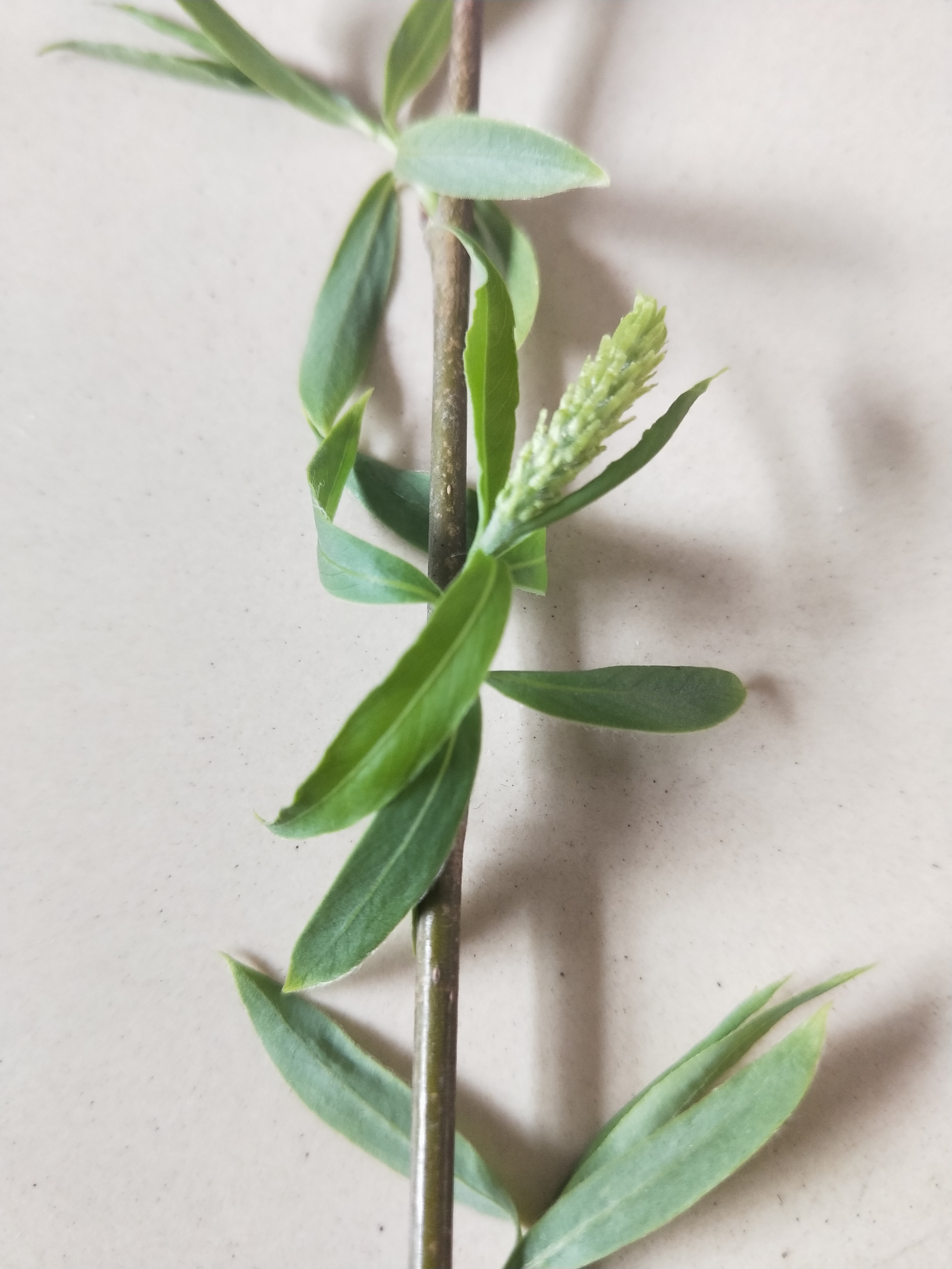 柳树的资料及其药用价值(中药科普之柳树)