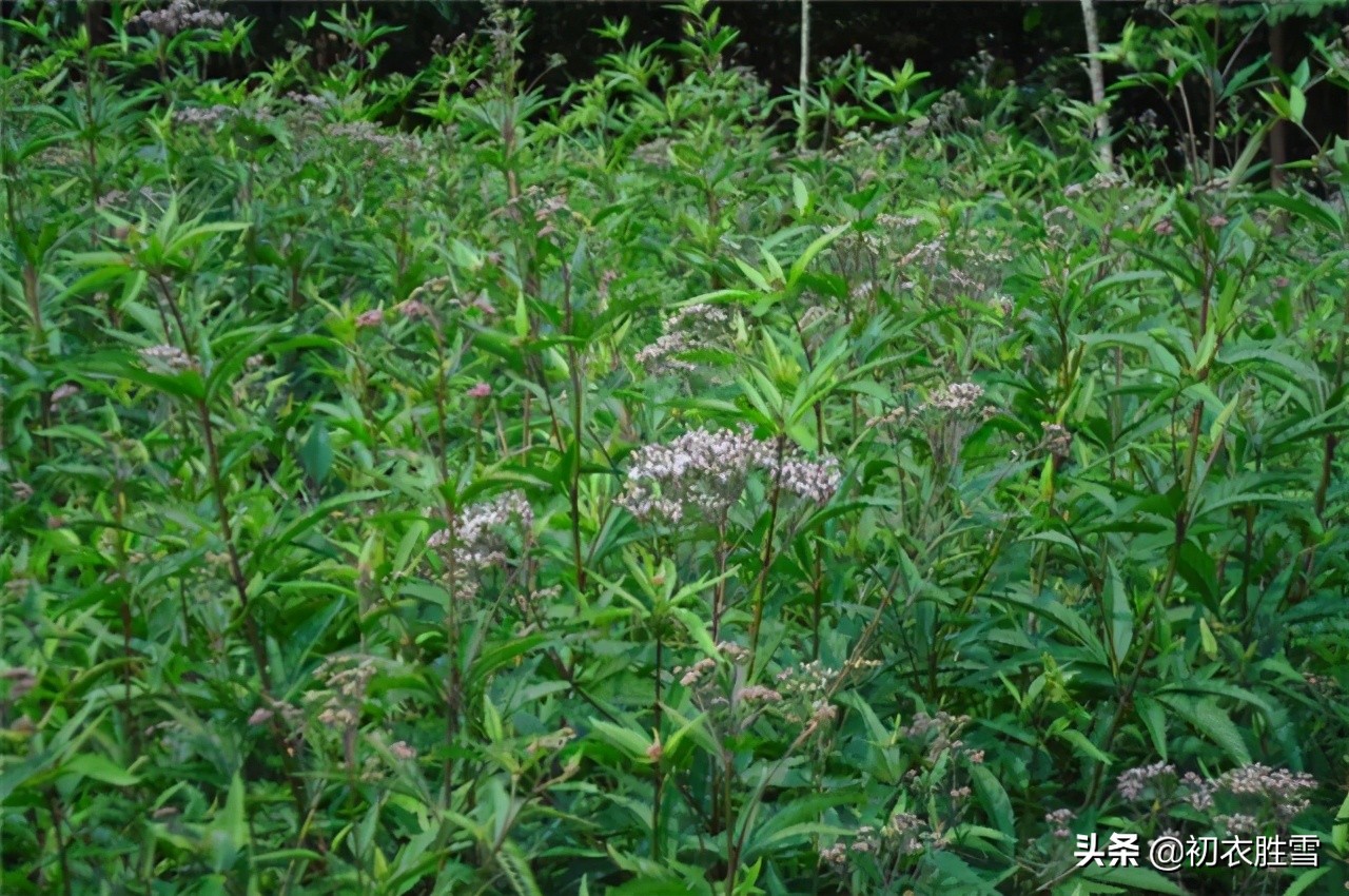 端午节又叫浴兰节，浴兰诗词六首，领略端午芬芳