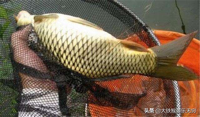 黄河鲤鱼卖到50元一斤，长江鲤鱼却很便宜？南方人不吃鲤鱼？