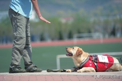 培育一只导盲犬需要花费15万，训练18个月！难怪很多盲人申领不到