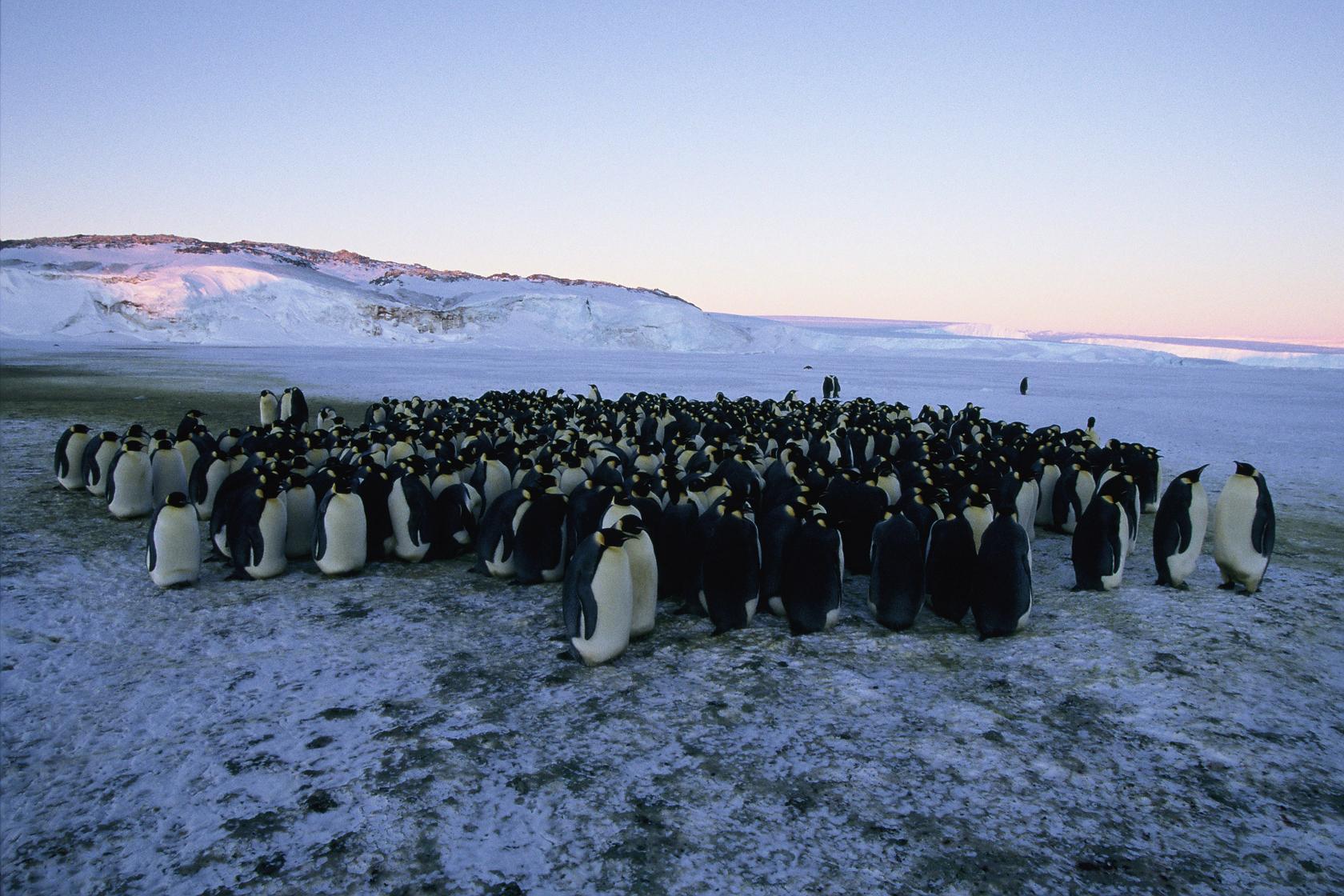这6部电影，带你去神秘的南极当个探险家