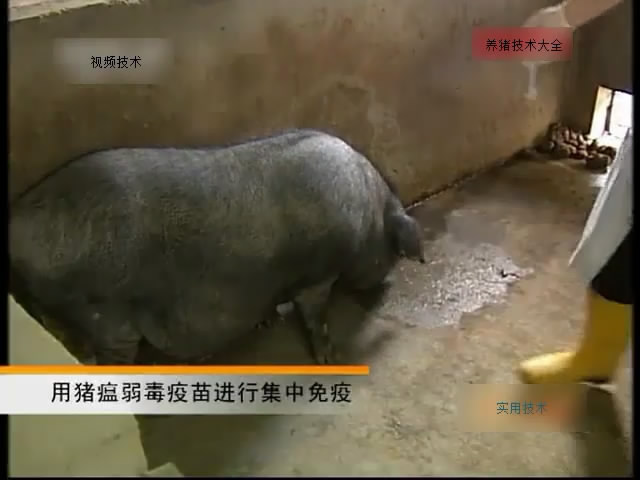 猪的免疫程序