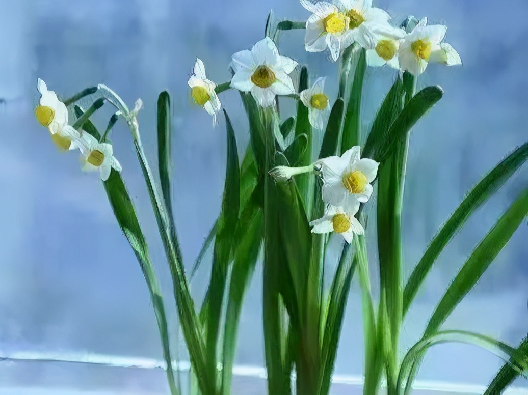 做到4點,新手也能養出漂亮的水仙花.