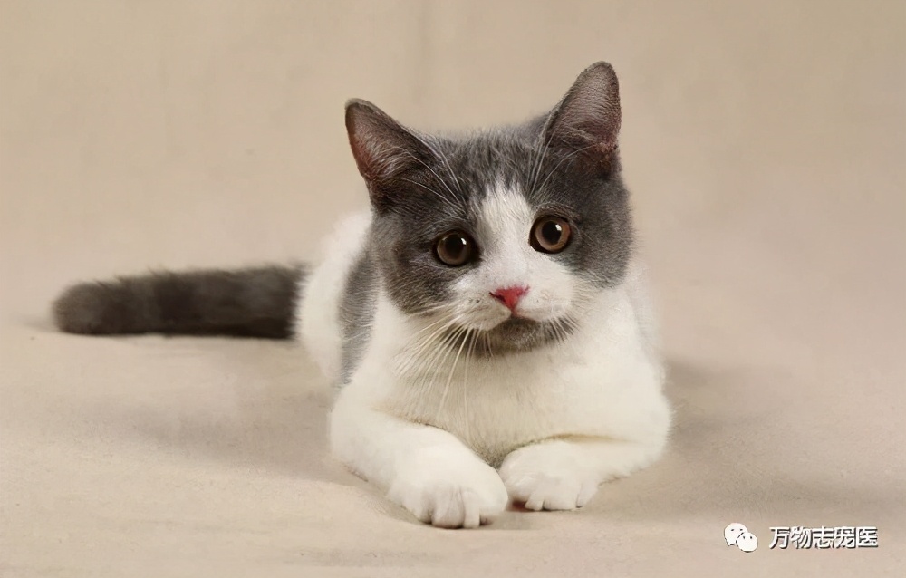 猫咪出现以下表现，八成是感染了寄生虫