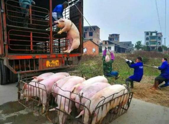 上海生猪价格今日猪价「云南今日生猪价格」