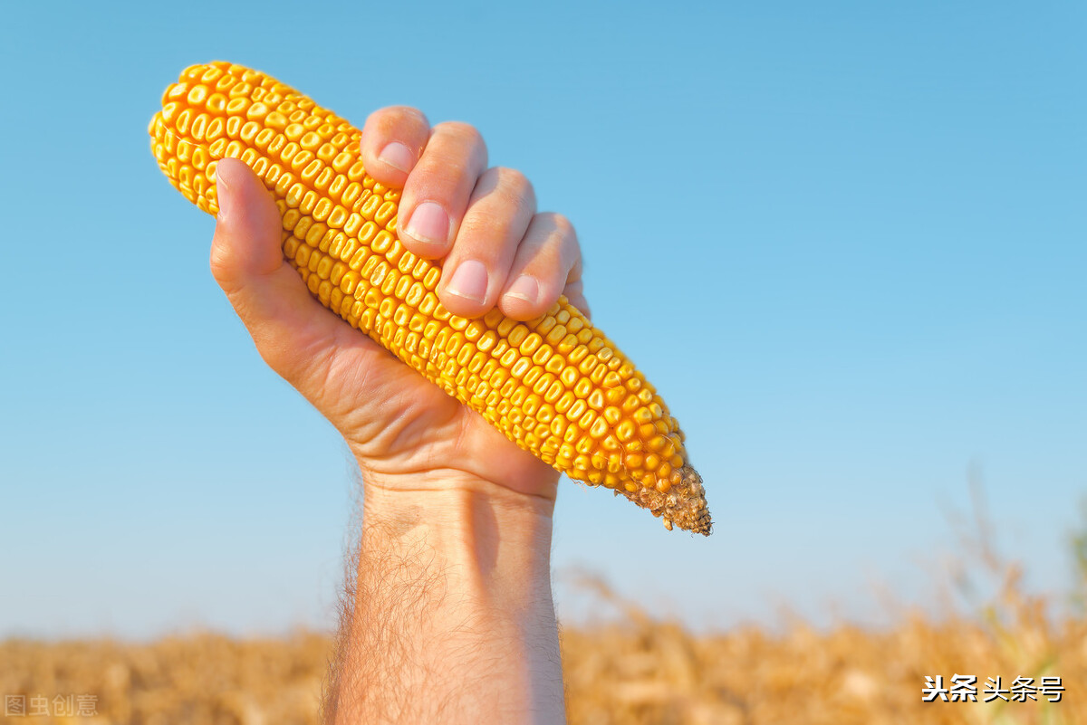玉米量价齐跌，1.3元不稳？小麦、大豆继续涨高，粮价要“变”？