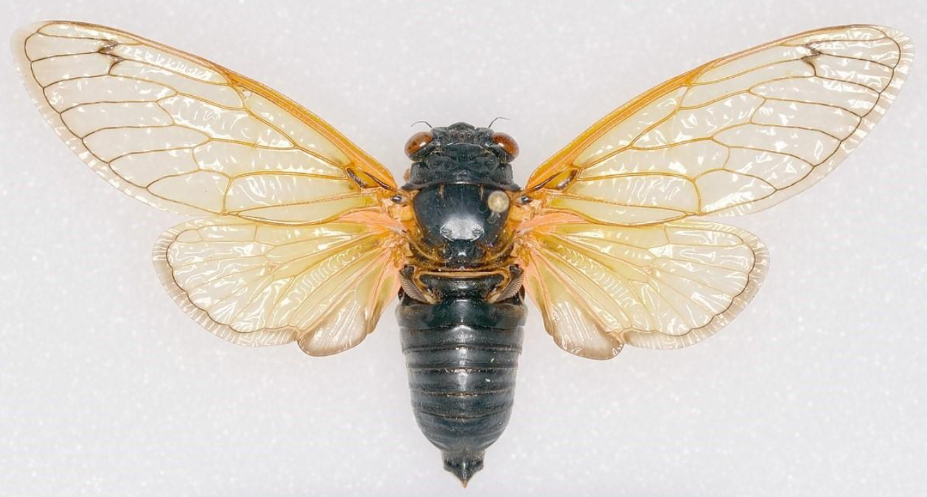 17年蝉将蔓延到美国15个州,如果在中国,会怎样?