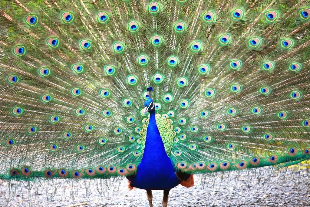 粉红色孔雀(生物相册:五彩缤纷的孔雀家族,十多种会开屏的雉科动物)