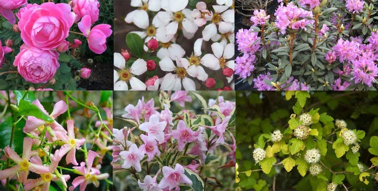 13种耐寒的盆栽花卉，零下20多度可存活，大部分南方也能种