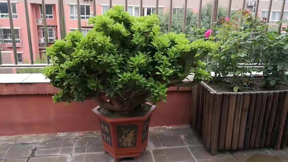 洋槐花有毒嗎,洋槐花有毒嗎能吃嗎