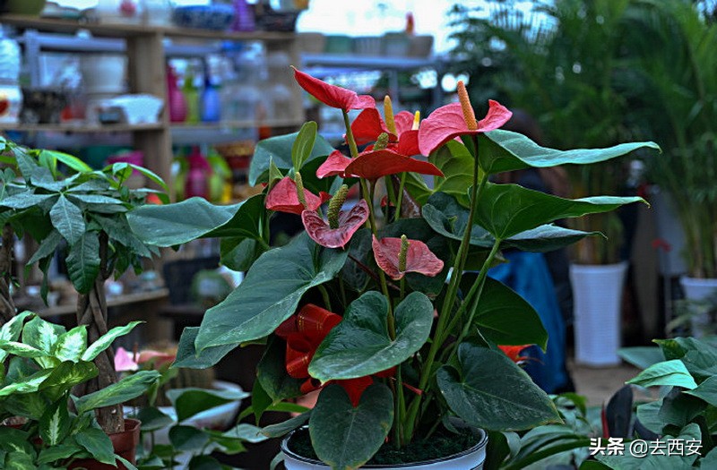 新春买花去哪里？十元能买一堆多肉植物，看看西安这6大花卉市场
