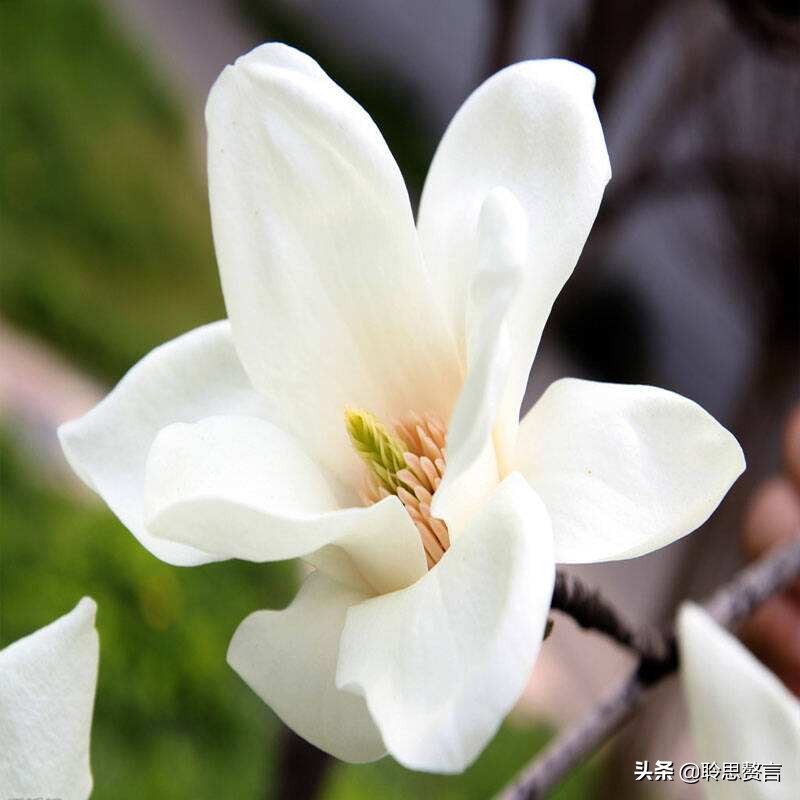 玉兰花诗词精选一十七首 微风吹送玉兰香，兴味由来静处长